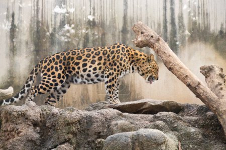 Téléchargez les photos : Un léopard sur des rochers dans le zoo - en image libre de droit