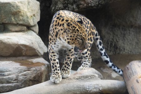 Photo for A leopard on rocks in the zoo - Royalty Free Image