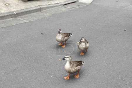 Photo for Group of ducks walking down a street - Royalty Free Image