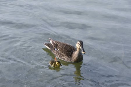 Téléchargez les photos : Mère canard et canard nageant dans l'étang - en image libre de droit