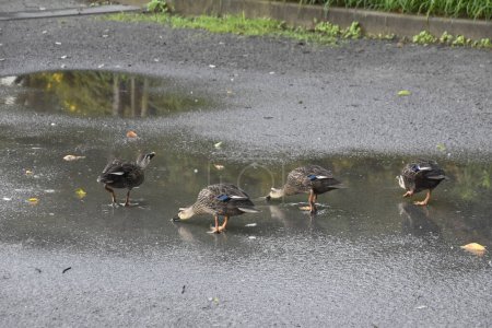Photo for Group of ducks standing in puddle after rain - Royalty Free Image