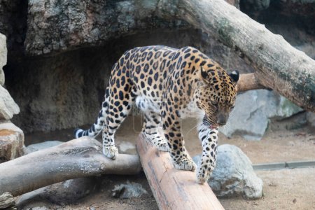 Téléchargez les photos : Un léopard sur une bûche en bois dans le zoo - en image libre de droit