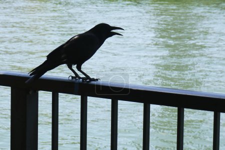 Téléchargez les photos : Corbeau noir sur une clôture en bois dans le parc près du lac - en image libre de droit