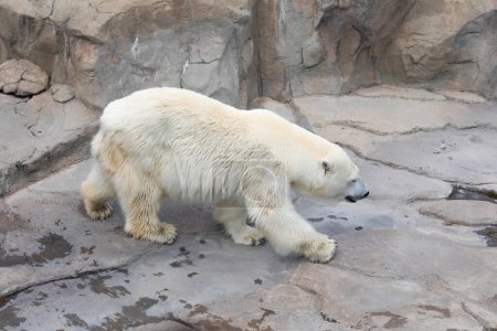Téléchargez les photos : Portrait de l'ours polaire dans le zoo - en image libre de droit