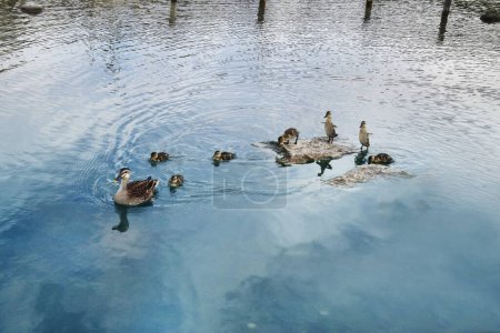 Foto de Pato con sus patitos nadando en el estanque - Imagen libre de derechos