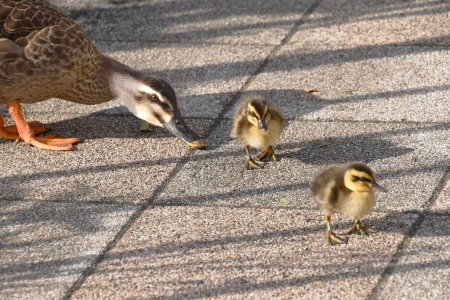 Photo for Duck mother and ducklings walking on sidewalk - Royalty Free Image
