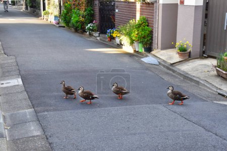 Photo for Group of ducks walking down a street - Royalty Free Image
