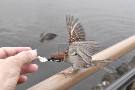Photo for Man is feeding a sparrow with bread, close up - Royalty Free Image