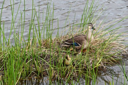 Foto de Madre de pato y sus patitos en el nido en el lago - Imagen libre de derechos