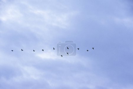 Téléchargez les photos : Troupeau de canards volant dans le ciel avec des nuages blancs - en image libre de droit