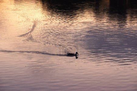 Téléchargez les photos : Un canard nageant dans un lac au coucher du soleil - en image libre de droit