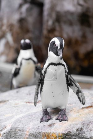 Téléchargez les photos : Pingouins sur le rocher dans le zoo - en image libre de droit