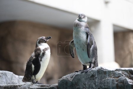 Téléchargez les photos : Pingouins sur le rocher dans le zoo - en image libre de droit