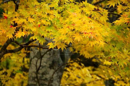 Photo for A tree with yellow leaves in the fall - Royalty Free Image