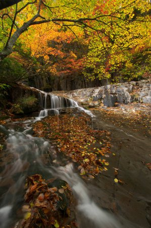 Foto de Un arroyo corriendo a través de un bosque lleno de hojas - Imagen libre de derechos