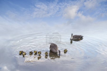 Foto de Familia de patos con patitos nadando en el estanque - Imagen libre de derechos