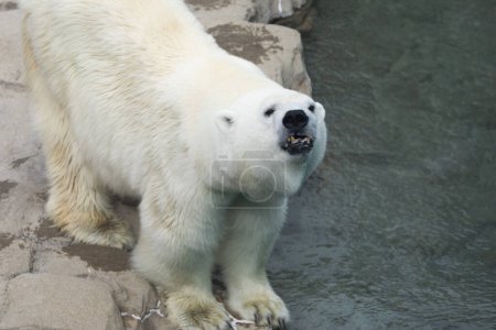 Téléchargez les photos : Portrait de l'ours polaire dans le zoo - en image libre de droit