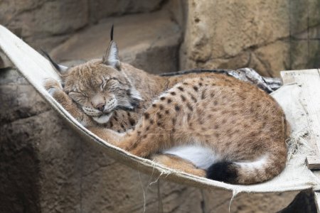 Téléchargez les photos : Portrait de lynx dormant dans la cage - en image libre de droit