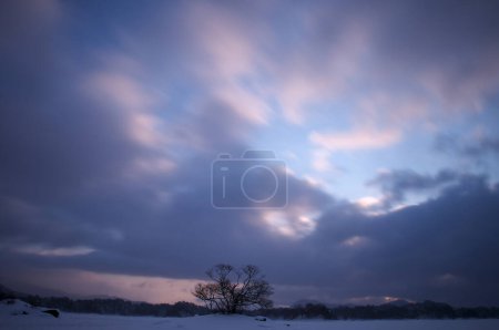Foto de Un árbol solitario en un campo cubierto de nieve con un fondo de cielo - Imagen libre de derechos