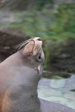 Photo for Portrait of sea lion, marine life - Royalty Free Image