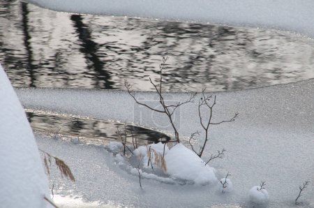 Téléchargez les photos : Un oiseau debout dans la neige près d'un étang - en image libre de droit