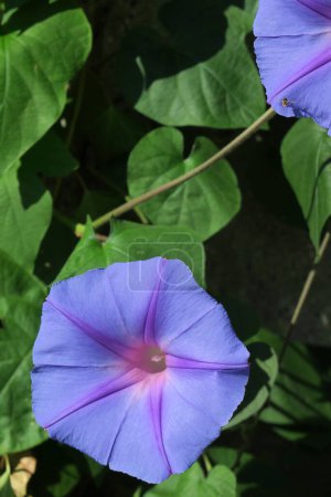 Foto de Hermosas flores azules del jardín - Imagen libre de derechos