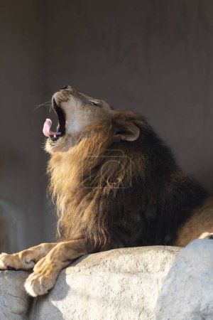 Photo for Portrait of lion roaring on a rock. - Royalty Free Image