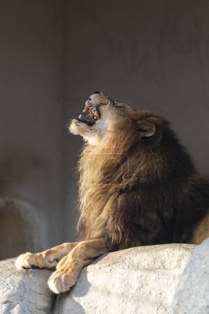Téléchargez les photos : Portrait de lion rugissant sur un rocher. - en image libre de droit