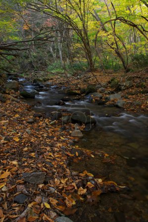 Téléchargez les photos : Un ruisseau traversant une forêt remplie de feuilles - en image libre de droit