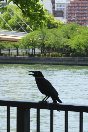 Téléchargez les photos : Corbeau noir sur une clôture en bois dans le parc près du lac - en image libre de droit