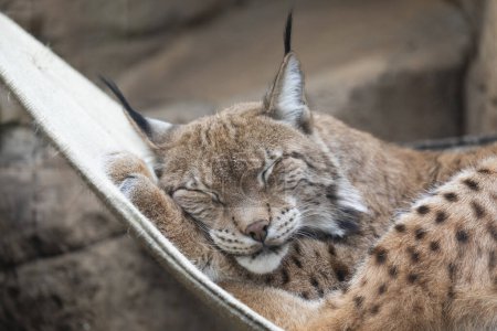 Photo for Portrait of lynx sleeping in the cage - Royalty Free Image