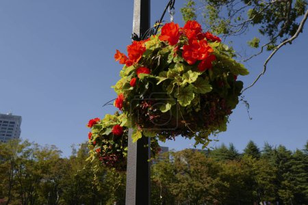 Téléchargez les photos : Lanterne à fleurs rouges dans le parc de la ville. Belles décorations florales de rue - en image libre de droit