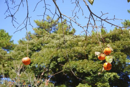 Foto de Frutos rojos de caqui maduros en el árbol en el jardín de otoño - Imagen libre de derechos