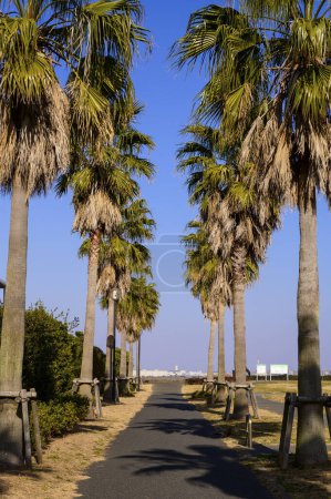 Téléchargez les photos : Allée de palmiers sur la plage par une journée ensoleillée - en image libre de droit
