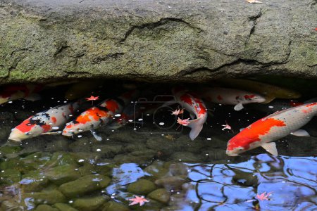 Téléchargez les photos : Beau poisson koï dans l'étang - en image libre de droit
