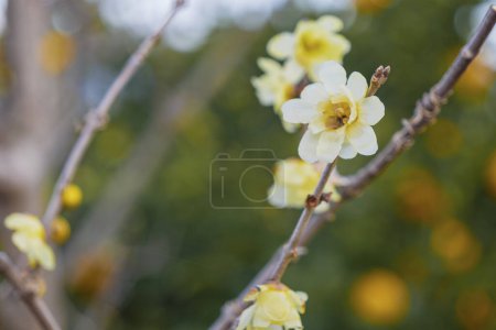 Foto de Hermosas flores amarillas en el jardín de primavera - Imagen libre de derechos