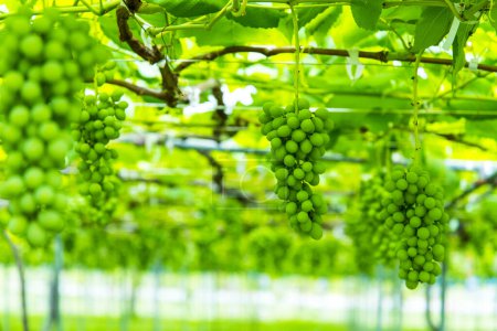 Téléchargez les photos : Raisins verts frais mûrissant sur la vigne dans le vignoble. - en image libre de droit