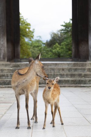 Téléchargez les photos : Cerf mignon au Japon, parc de nara - en image libre de droit