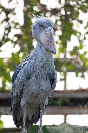 portrait of a shoebill bird (Balaeniceps rex), also known as the whalebill, whale-headed stork, and shoe-billed stork is a large long-legged wading bird