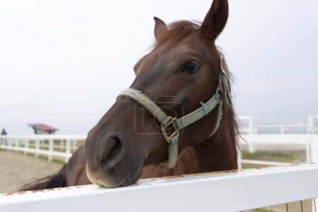 Foto de Primer plano retrato de caballo marrón en la cerca al aire libre - Imagen libre de derechos