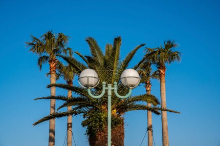 Photo for Palm trees and street lamps against blue sky - Royalty Free Image