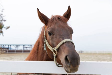 Photo for Close up portrait of brown horse in fence outdoors - Royalty Free Image