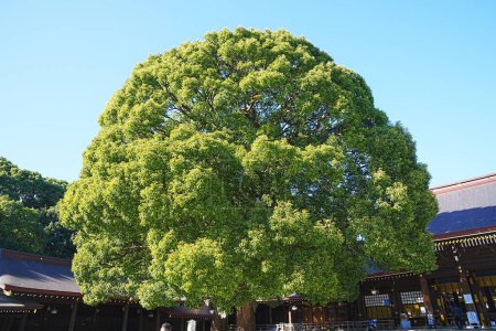 Großer Baum wächst vor der Haupthalle des Meiji-Schreins, Tokio, Japan