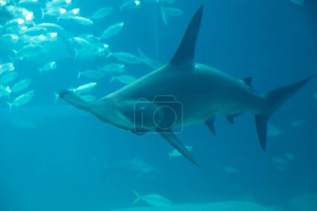 Téléchargez les photos : Requin blanc nageant dans l'eau, vie sous-marine - en image libre de droit