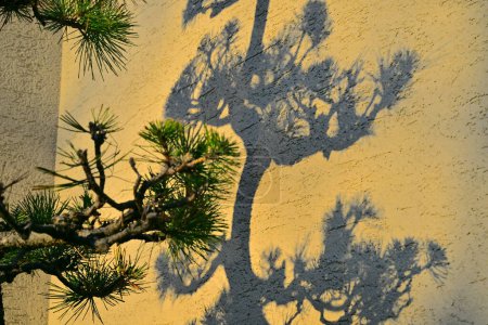 Foto de Sombra de pino en la pared amarilla - Imagen libre de derechos
