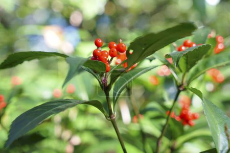 Photo for Beautiful botanical shot, red berries on green leaves - Royalty Free Image
