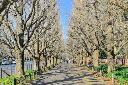 Téléchargez les photos : Allée d'arbres nus et ciel bleu dans le parc d'hiver - en image libre de droit