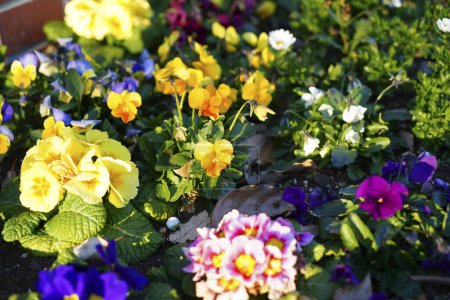 Téléchargez les photos : Fleurs printanières colorées dans le jardin - en image libre de droit