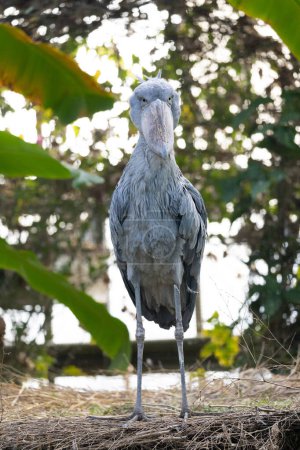 portrait of a shoebill bird (Balaeniceps rex), also known as the whalebill, whale-headed stork, and shoe-billed stork is a large long-legged wading bird