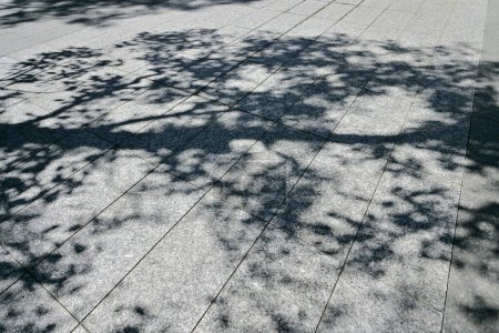 Téléchargez les photos : Ombre d'arbre sur la chaussée de rue par une journée ensoleillée - en image libre de droit